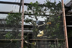 50mmレンズ1本で動物園めぐり