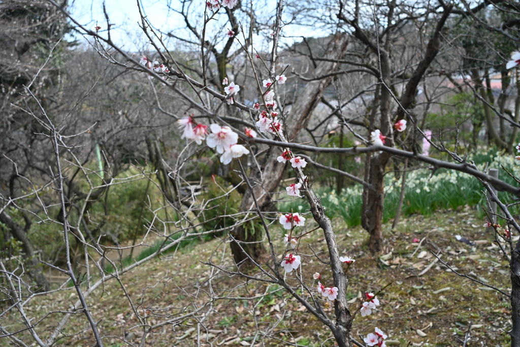 百草園にて⑧