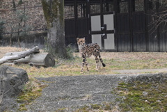 チーター⑤