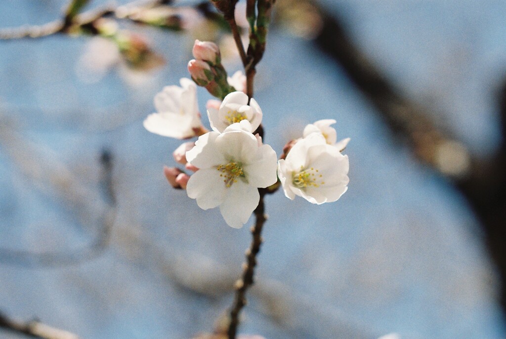 桜