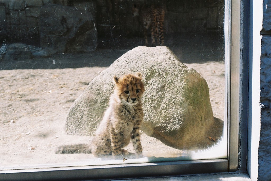 チーターの子供