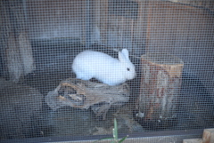 50mmレンズ1本で動物園めぐり