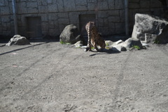 50mmレンズ1本で動物園めぐり