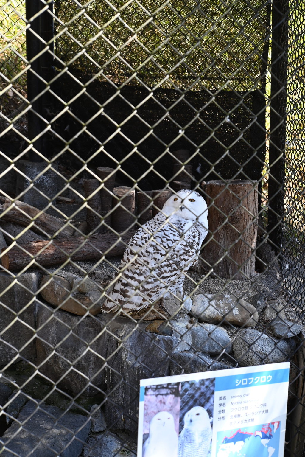 50mmレンズ1本で動物園めぐり