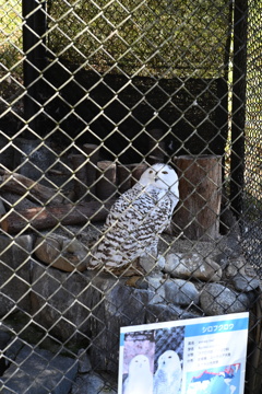 50mmレンズ1本で動物園めぐり