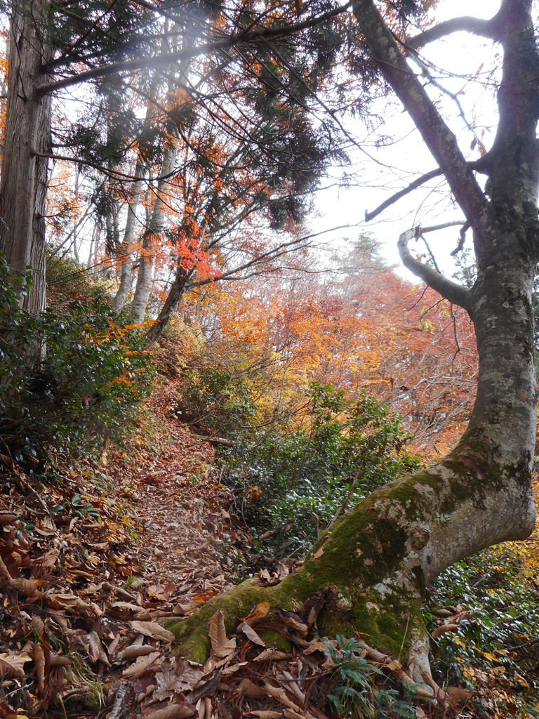 蒲生岳登山道