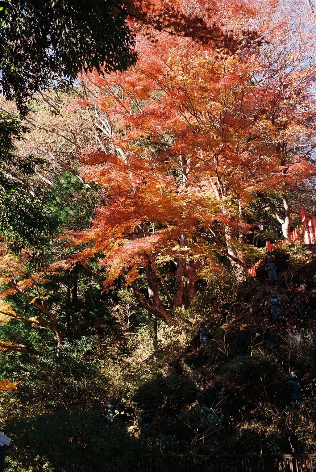 紅葉⑮