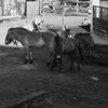 モウコノウマ