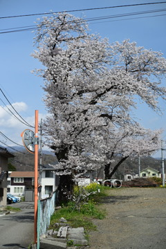 桜