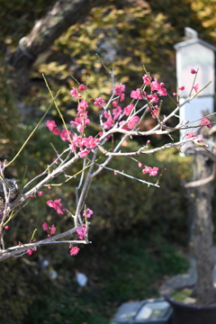 百草園にて