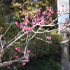 百草園にて