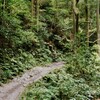 登山道