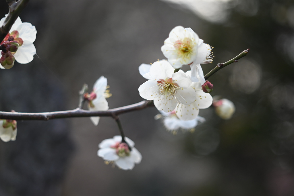梅の花