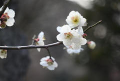 梅の花