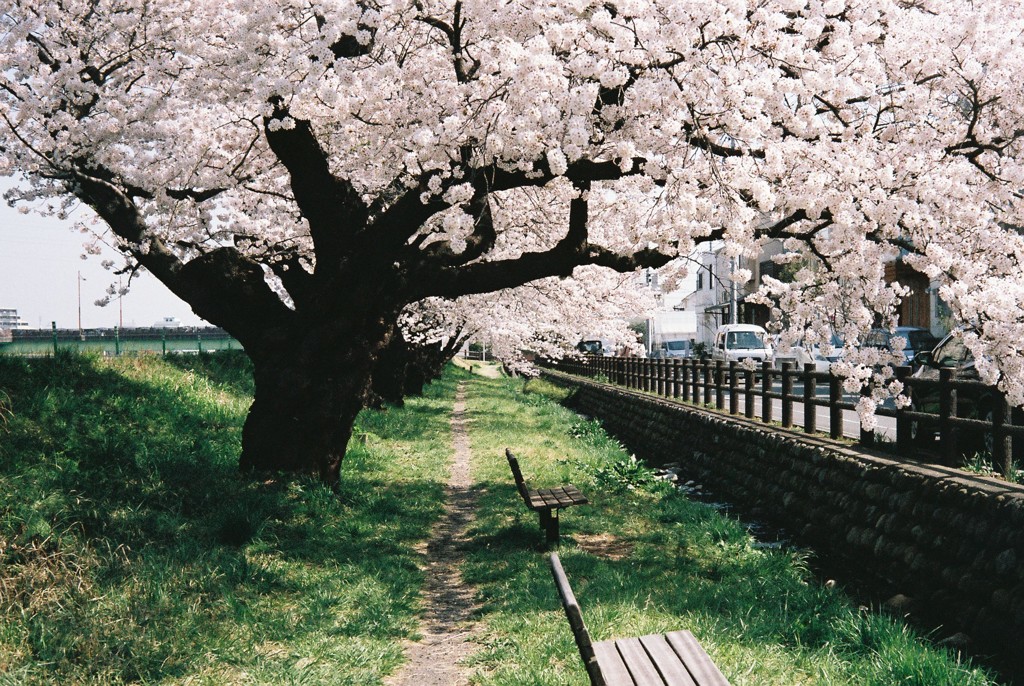 桜