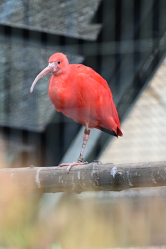 ショウジョウトキ