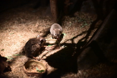 フサオネズミカンガルー