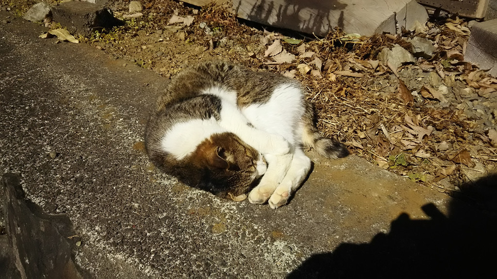 上恩方にゃん