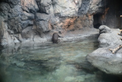 コツメカワウソ