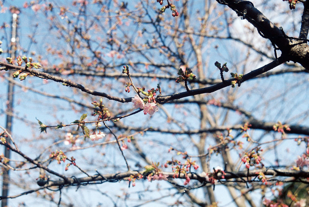 河津桜