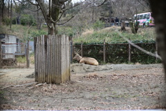 シフゾウ
