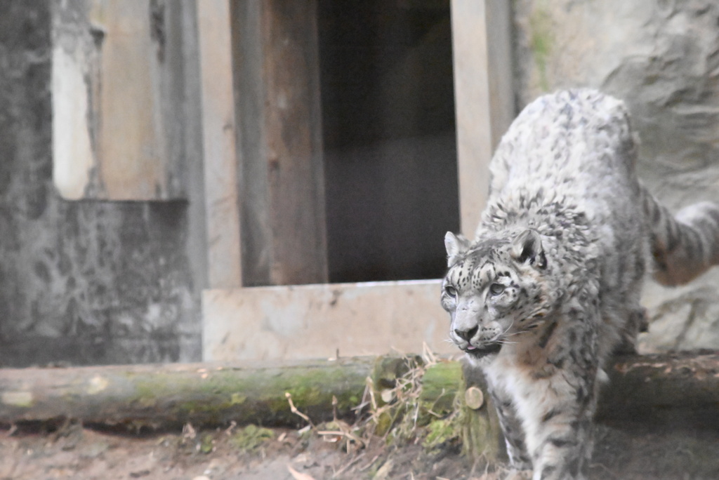 ユキヒョウ
