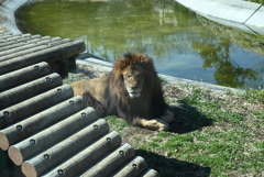 50mmレンズ1本で動物園めぐり