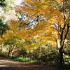 紅葉㉔