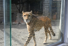 チーター③