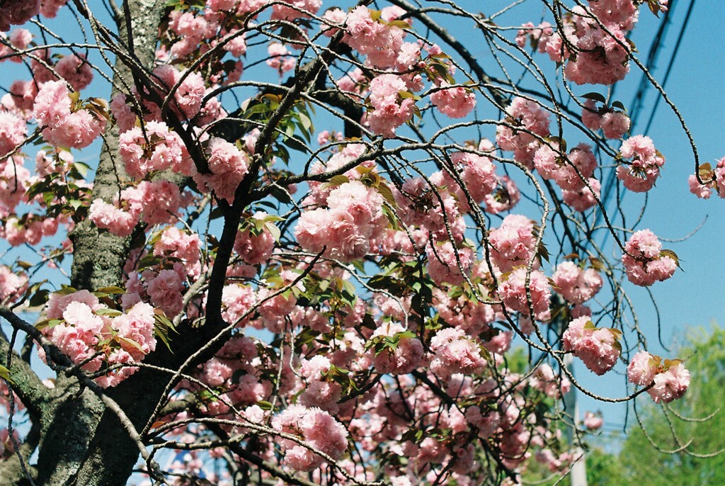 八重桜