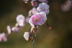 梅の花