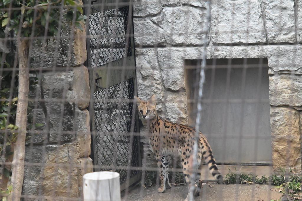 サーバルキャット②