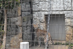 サーバルキャット②