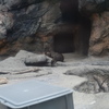 カワウソ