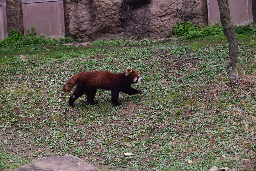 レッサーパンダ