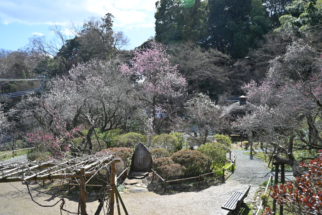 百草園にて⑩