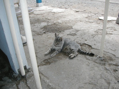 鉾田駅にゃん