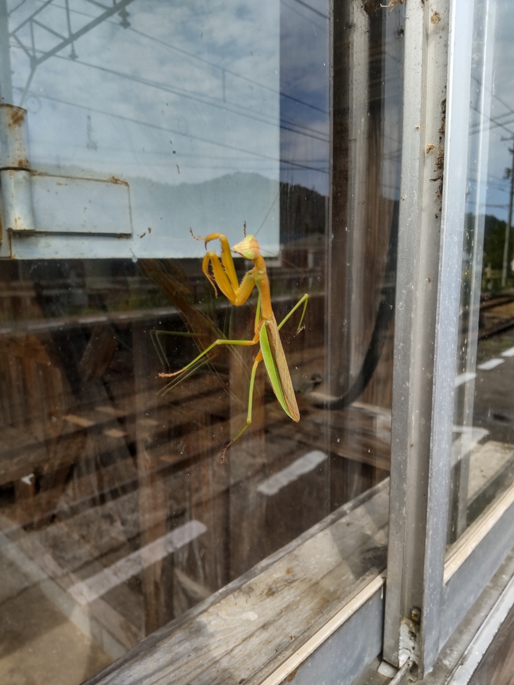 カマキリ