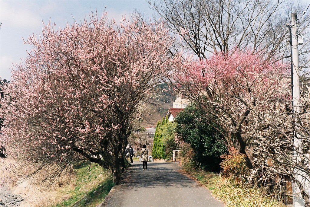 高尾梅郷遊歩道②