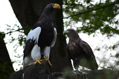 オオワシとイヌワシ