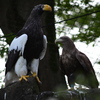 オオワシとイヌワシ