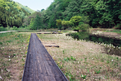 ミニ尾瀬公園