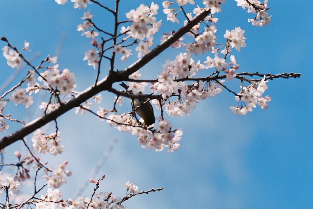 桜と野鳥