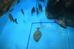 大水槽のヒラメくん①