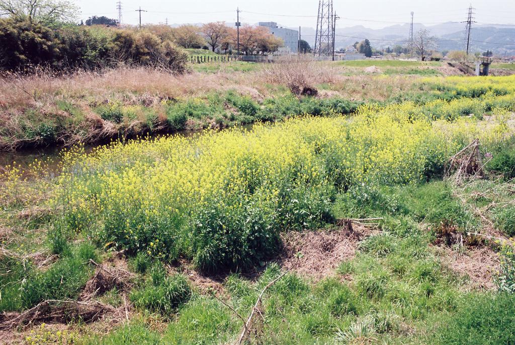 越辺川の河川敷にて