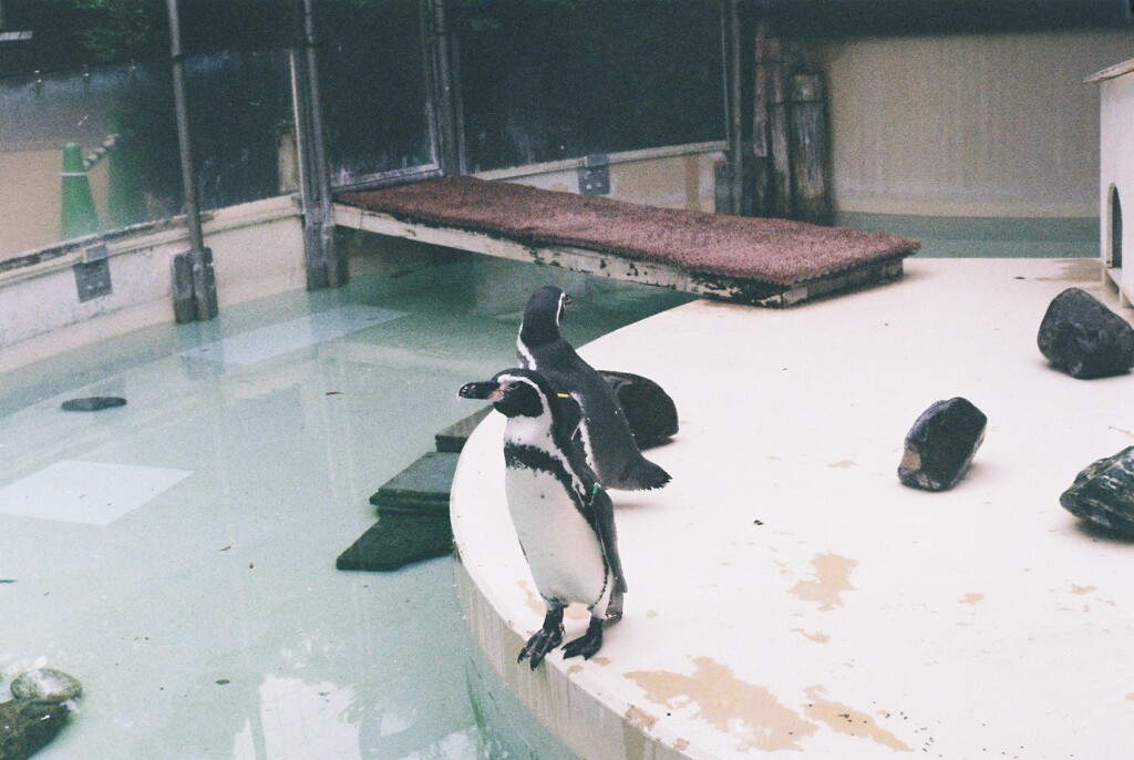 ペンギン