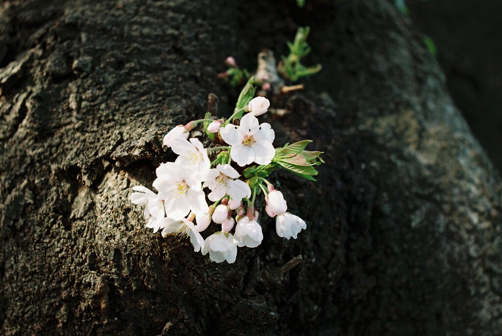 桜