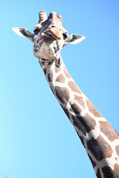 キリン