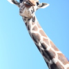 キリン
