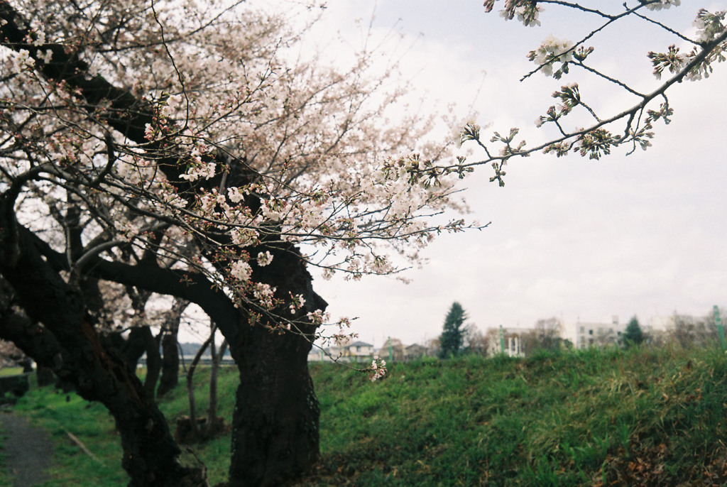 桜